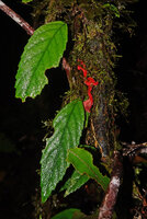 Agalmyla brevipes, leaves and flowers, Kwau 1600 m asl, Arfak Mts, West Papua