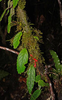 Agalmyla brevipes, stem climbing and flowering along a mossy trunk, Kwau 1600 m asl, Arfak Mts, West Papua