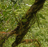 Agalmyla clarkei epiphytic in mossy forest, 1700 m asl, Banaue, Luzon, Philippines
