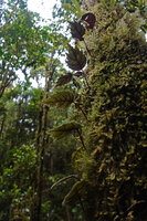 Agalmyla inaequidentata, irregularly indentate leaves, Manusela NP, 1000 m asl, Seram, Moluccas