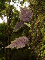 Agalmyla inaequidentata, reddish abaxial surface of the leaves, Manusela NP, 1000 m asl, Seram, Moluccas