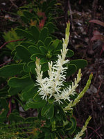 Agastachys odorata, flowering spike, Queenstown, Tasmania