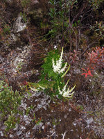 Agastachys odorata on a rocky slope, Queenstown, Tasmania
