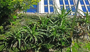 Agave bracteosa at the Foundation for the Carolinas, Charlotte, NC, USA, April 2013