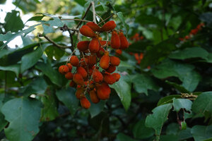 Agelaea pentagyna, infructescence with mature fruits, Amani, East Usambara, Tanzania