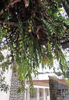 Aglaomorpha acuminata (=Photinopteris speciosa) as a low epiphyte in town, Fraser&#039;s Hill, Malaysia