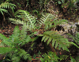 Aglaomorpha heraclea, still growing on forest floor while fallen from its tree branch, Fraser&#039;s Hill, Malaysia