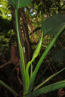 Aglaonema marantifolium, erect young inflorescence, Saleman, Seram, Moluccas