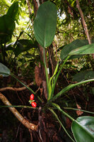 Aglaonema marantifolium, long reclining stem and infructescence, Saleman, Seram, Moluccas