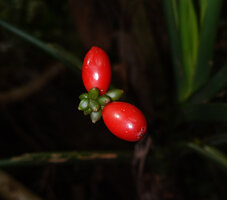Aglaonema marantifolium, mature shiny bright red berries, Saleman, Seram, Moluccas