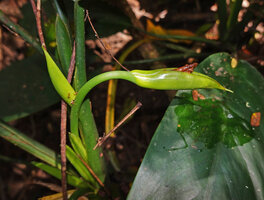 Aglaonema marantifolium, old inflorescence with decaying upper male part of the spadix, Saleman, Seram, Moluccas