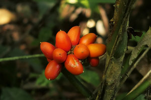 Aglaonema simplex, bright orange berries, Putao, Kachin, Myanmar