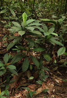 Aglaonema nebulosum in forest understory, Bukit Timah, Singapore