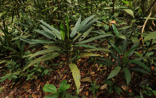 Aglaonema simplex, narrow leaved form, Bukit Timah, Singapore