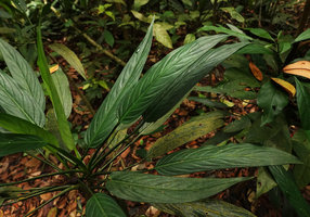 Aglaonema simplex, narrow leaved form, leaf venation, Bukit Timah, Singapore