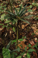 Aglaonema simplex, thick cone shaped stem, Bukit Timah, Singapore