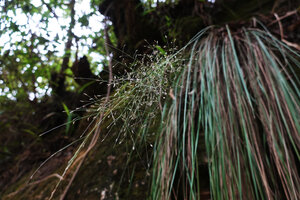 A grass, maybe Agrostis kilimandscharica, inflorescence and long flaccid leaves freely hanging from a rock ledge, Mts Uluguru, 1100 m asl, Tanzania
