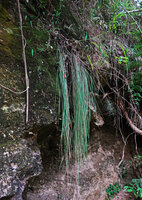 A grass, maybe Agrostis kilimandscharica, with long flaccid leaves freely hanging from a mossy rock ledge, Mts Uluguru, 1100 m asl, Tanzania