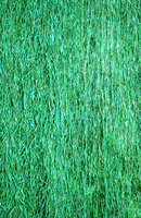 Agrostis stolonifera on the waterfall at Patrick Blanc's Vertical Garden, Chaumont-sur-Loire, France, Aug. 1995