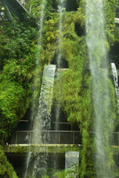 Agrostis stolonifera, probably unintentionnally  introduced as a beautiful invasive grass covering large areas of the waterfall in the Cloud Forest at Gardens by the Bay, Singapore