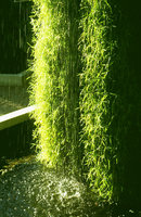 Agrostis stolonifera waterfall by Patrick Blanc, at Chaumont-sur-Loire International Garden Festival,  1995.jpeg