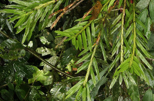 Agrostophyllum cf. longifolium, leafy stems, Danum Valley, Sabah, Borneo