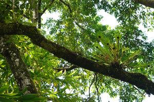 Agrostophyllum vanhulstijnii as a low epiphyte, Manusela NP, 500 m asl, Seram, Moluccas