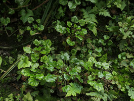 Ainsliaea apiculata on the vertical garden, Shinkansen station, Yamaguchi, Japan