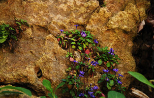 Ajuga pygmaea on a limestone sea cliff, Okinawa, Japan