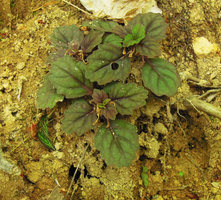 Ajuga yesoensis on a vertical earth bank, Yamaguchi, Japan