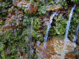 A liverwort appressed to the rocks in a waterfall, Mount Wellington, Tasmania