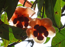 Allanblackia stuhlmannii, back lighted male flowers, Amani, East Usambara, Tanzania