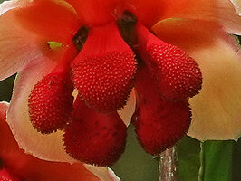 Allanblackia stuhlmannii, male flower with thick red stamen phalanges, Amani, East Usambara, Tanzania
