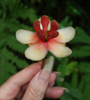 Allanblackia stuhlmannii, male flower with thick red stamen phalanges topped by yellow anthers, Amani, East Usambara, Tanzania