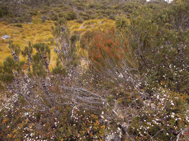 Allocasuarina zephyrea, population of female and male individuals, Cradle Mountain, Tasmania