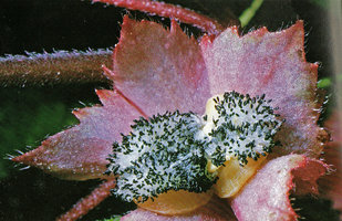 Alloplectus cristatus, dehiscent berry exposing the shiny black seeds at the periphery of bright white pulp, Chutes du Carbet, Guadeloupe