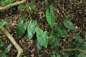 Alocasia acuminata in forest understory, Doi Suthep NP, Thailand