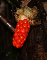 Alocasia aequiloba, infructescence, Sepa, 500 m asl, Seram, Moluccas