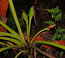 Alocasia aequiloba, infructescences, Soya, Ambon, Moluccas
