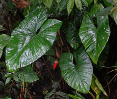 Alocasia aequiloba, leaves and infructescence, Sepa, 500 m asl, Seram, Moluccas