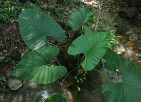 Alocasia alba, fruiting individual in habitat, Pacitan, Java