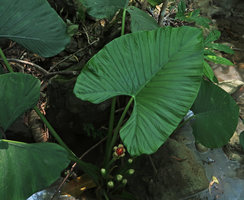 Alocasia alba, leaf and infrutescences, Pacitan, Java