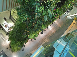 Alocasia baginda thriving on the Green Columns at Robinsons, Festival City, Dubai