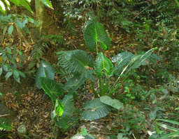 Alocasia balgooyi, adult individual in forest understory, Lembeh, North Sulawesi