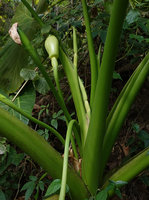 Alocasia balgooyi, inflorescences, Bambapuang, Enrekang, South Sulawesi