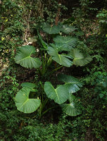 Alocasia balgooyi on vertical earth bank in forest understory, Bambapuang, Enrekang, South Sulawesi