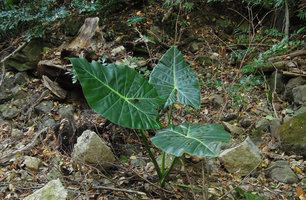 Alocasia balgooyi, sub adult individual with pale but no longer silver main nerves, young plants at background with silver white veins, Lembeh, North Sulawesi