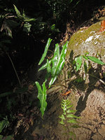 Alocasia balgooyi, young individual with long pendulous leaf blades and silvery white main nerves, Lembeh, North Sulawesi