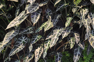 Alocasia Bambino Arrow, Internet Support, Bielefeld, Germany