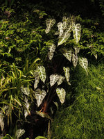 Alocasia &#039;Bambino Arrow&#039; on the Vertical Garden, Sofitel Palm Jumeirah, Dubai
